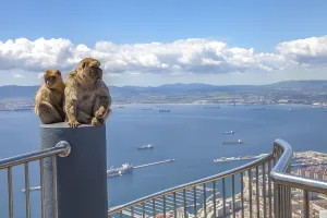 The famous wild macaques of Upper Rock Natural Reserve in Gibraltar Rock