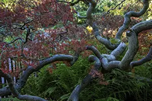Fan maple (Acer palmatum), autumn colours