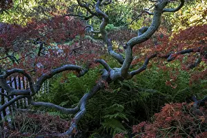 Fan maple (Acer palmatum), autumn colours