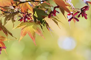 Fan maple (Acer palmatum), leaves in autumn
