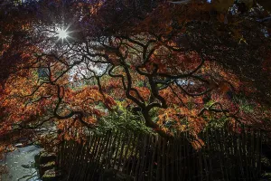 Fan maple (Acer palmatum), picket fence