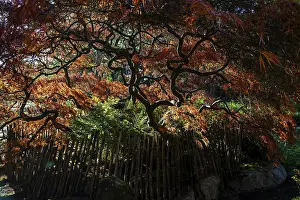 Fan maple (Acer palmatum), picket fence