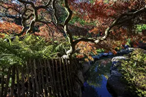 Fan maple (Acer palmatum), picket fence