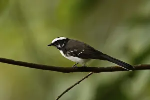 Fan-tail, white-browed fantail (Rhipidura aureola)