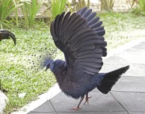 Fan-tailed Pigeon (Goura victoria)