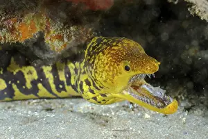 Fangtooth moray (Enchelycore anatina) with open mouth