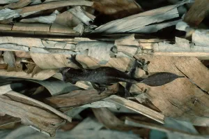 Fantastic Leaf-tailed Gecko, Madagascar