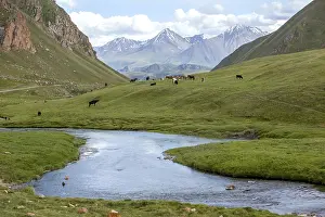 Farm animal feeding at river, Tien Shan mountains