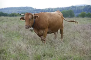 Farm animals with cowbell, bell