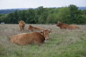 Farm animals with cowbell, bell