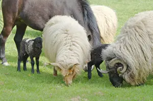 Farm Animals Grazing in a Green Field