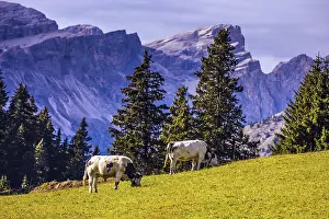 Farm Cows grazing on a grassy hill