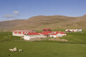 Farm with fields and sheep, Patreksfjoerdur