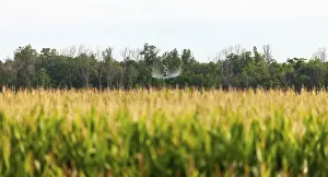 Farm helicopter distant among corn