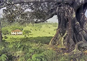 Farm house framed by spread branches of a moreton bay fig tree