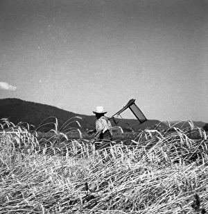 Farmer, ca. 1945 to 1955, near Freiburg