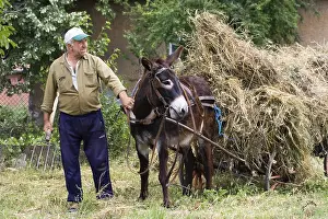 Farmer with Donkey chart, Muselievo near Pleven