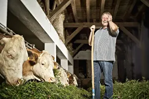 Farmer feeding his cattle