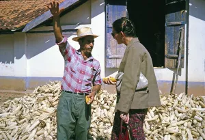 Farmer growing sweetcorn explains to a visitor, Fazenda Sant Anna, Campinas, Brazil, South America 1962, South America