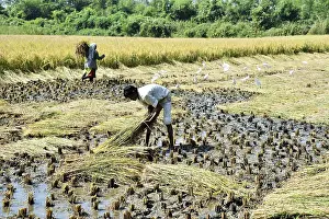 Farmer harvesting rice crop, Chikhla