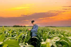 Farmer inspecting corn plants in a field during a serene sunset