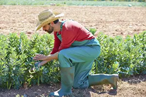 Farmer man harvesting lima beans in Mediterranean orchard field
