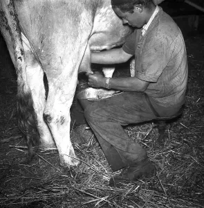 Farmer milking a cow, ca. 1945 to 1955