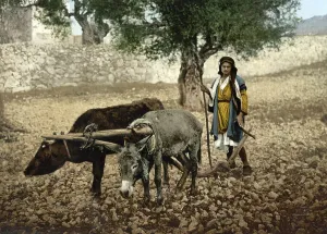 Farmer in Palestine working with ox and donkey in the field
