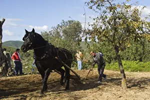 Farmer ploughing the ground the traditional way
