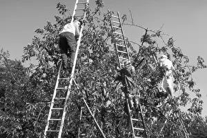 Farmers and assistants on ladders picking cherries