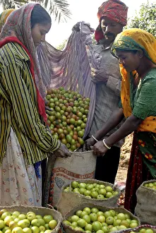 Farmers filling up bags of Bear fruit after sorting