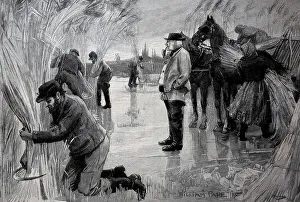 Farmers harvesting reeds on the frozen Havel