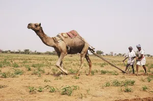 Farmers ploughing field with camel