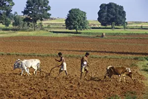 Farmers ploughing field using oxen, Orissa, India