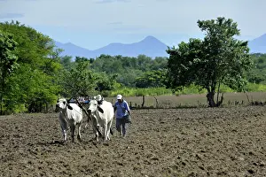 Two farmers plowing the field with two oxen