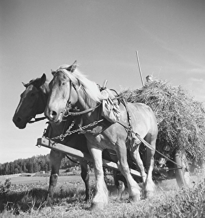 Farming in the 1940s. Two horses are pulling a carriage of the harvested grass from a field