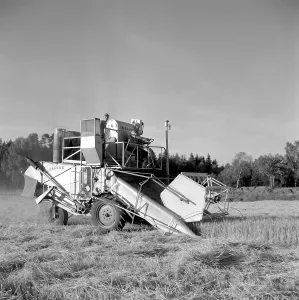 Farming in the 1950s. Harvest is in progress and a combine harvester being used
