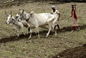 Farming, Dilwara town, Rajasmand district