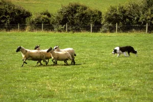 Farming-Sheep Sheep Dog Trial, Aberaeron