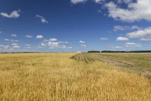 Farmland, agriculture, wheat field under blue sky