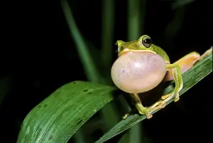 Farmland Green Tree Frog (Rhacophorus arvalis)