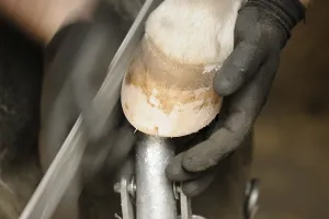 Farrier at work, filing off horse hoof