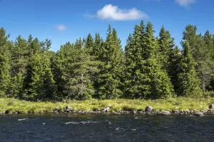 Fascinating natural landscape in Golsfjellet in the summertime in Norway