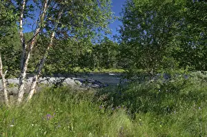 Fascinating natural landscape in Golsfjellet in the summertime in Norway