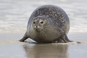 Fat common seal crawling onto the beach
