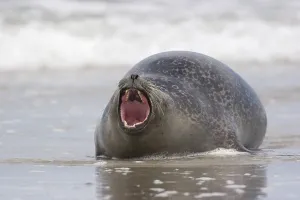 Fat common seal yawning