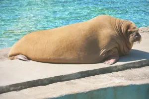 Fat and heavy sea mammal Walrus in zoo