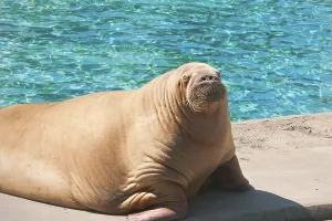 Fat and heavy sea mammal Walrus in zoo