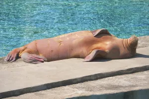 Fat and heavy sea mammal Walrus in zoo