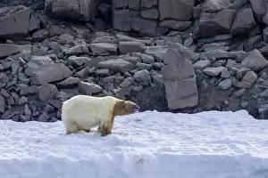 Fat polar bear (Ursus maritimus)